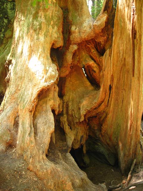 Bolan Mt & Redwoods-151.JPG - Stout Grove